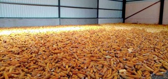 Governo prevê produção 6,1 milhões de toneladas de grão
