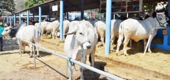SEGURANÇA ALIMENTAR